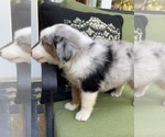 Small Photo #15 Miniature Australian Shepherd Puppy For Sale in LA CANADA FLINTRIDGE, CA, USA