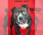 Small #1 American Pit Bull Terrier