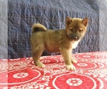 Puppy 2 Shiba Inu