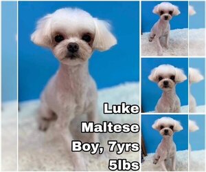 Maltese Dogs for adoption in Seattle, WA, USA