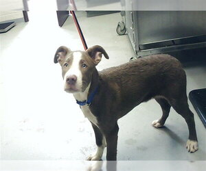 Mutt Dogs for adoption in Fayetteville, NC, USA