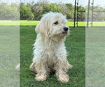Small #3 Poodle (Miniature) Mix