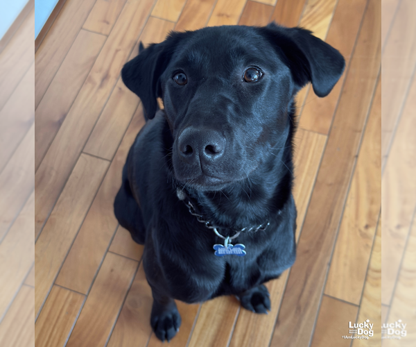 Medium Photo #10 Labrador Retriever-Retriever  Mix Puppy For Sale in Washington, DC, USA