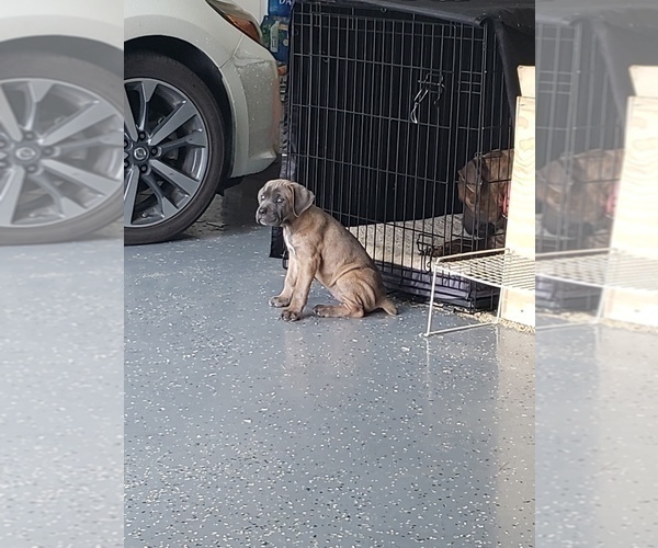Medium Photo #3 Cane Corso Puppy For Sale in HUTTO, TX, USA