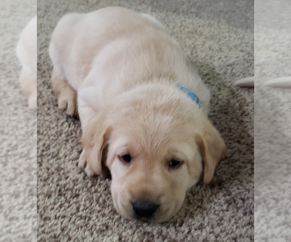 Medium Photo #155 Labrador Retriever Puppy For Sale in OLYMPIA, WA, USA