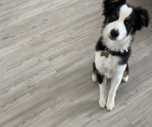 Miniature Australian Shepherd Puppy for sale in FRISCO, TX, USA