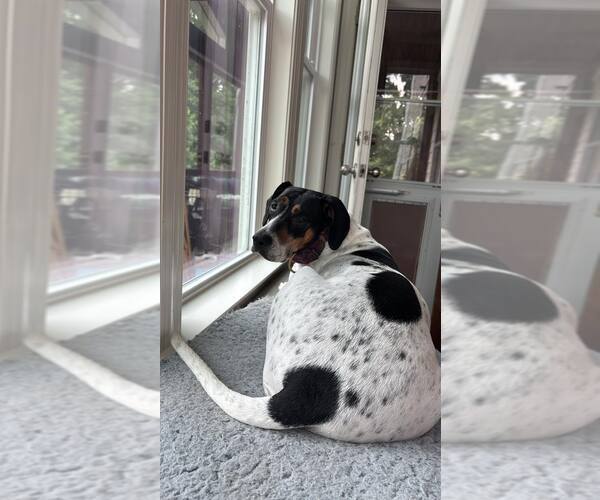 Medium Photo #11 American Foxhound-Beagle Mix Puppy For Sale in Holly Springs, NC, USA