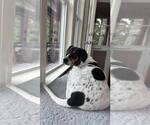 Small #10 American Foxhound-Beagle Mix