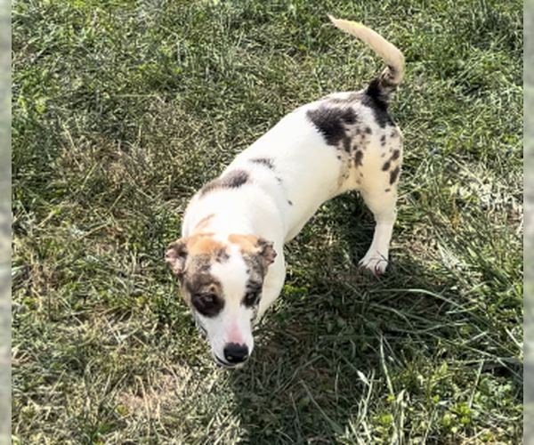 Medium Photo #2 Chiweenie Puppy For Sale in Sistersville, WV, USA