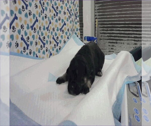 Medium Photo #3 German Shepherd Dog-Unknown Mix Puppy For Sale in Lakewood, CO, USA