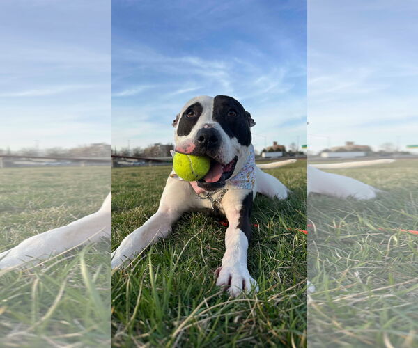 Medium Photo #8 American Pit Bull Terrier Puppy For Sale in Germantown, OH, USA