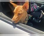 Small Carolina Dog