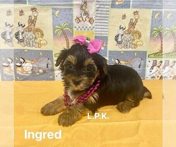 Medium Photo #3 Yorkshire Terrier Puppy For Sale in WINNSBORO, LA, USA