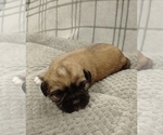 Small Photo #4 Puggle-Shih Tzu Mix Puppy For Sale in NEW YORK MILLS, MN, USA