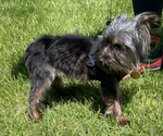 Small Photo #1 Yorkshire Terrier Puppy For Sale in CHAMPAIGN, IL, USA