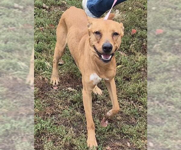 Medium Photo #1 Mutt Puppy For Sale in Decatur, IL, USA