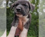 Asiago - Female Great Pyrenees-Unknown Mix Dog for Adoption - Small photo