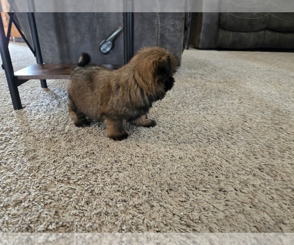 Medium Photo #10 Shih Tzu Puppy For Sale in CARLYLE, IL, USA