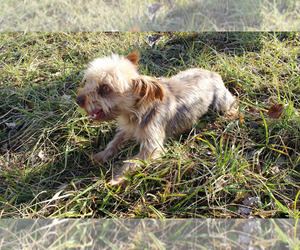 Father of the Yorkshire Terrier puppies born on 04/15/2024