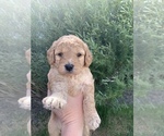 Small Photo #6 Goldendoodle-Poodle (Toy) Mix Puppy For Sale in MERIDIAN, ID, USA