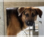 Small German Shepherd Dog