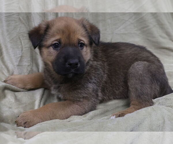 Medium Photo #6 Shepradors Puppy For Sale in Princeton, MN, USA