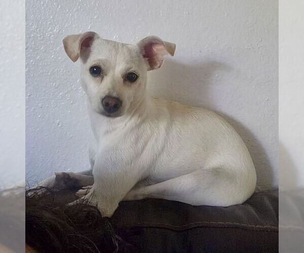 Medium Photo #2 Chihuahua-Unknown Mix Puppy For Sale in Texarkana, TX, USA