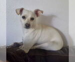 Small #1 Chihuahua Mix