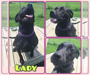 American Staffordshire Terrier-Labrador Retriever Mix Dogs for adoption in Pierceton , IN, USA