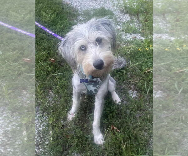 Medium Photo #3 Poodle (Standard)-Siberian Husky Mix Puppy For Sale in Cookeville, TN, USA