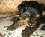 Small Photo #6 Yorkshire Terrier Puppy For Sale in BUNNELL, FL, USA