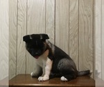 Small Photo #8 Akita Puppy For Sale in CANFIELD, OH, USA