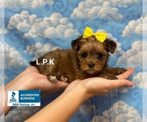 Yorkshire Terrier Puppy for sale in WINNSBORO, LA, USA