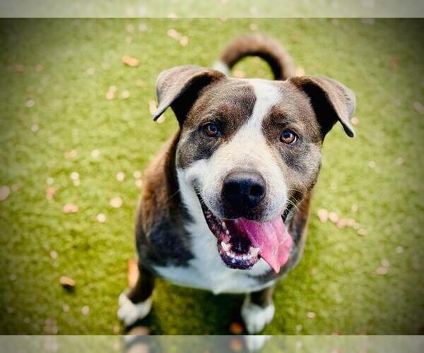 Medium Photo #3 American Pit Bull Terrier-Labrador Retriever Mix Puppy For Sale in Orlando, FL, USA