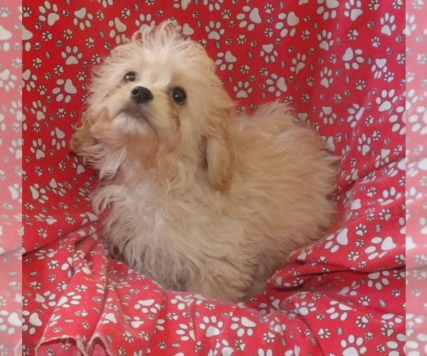 Medium Photo #1 Cavachon Puppy For Sale in PATERSON, NJ, USA