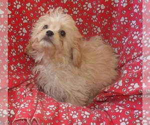 Cavachon Puppy for sale in PATERSON, NJ, USA