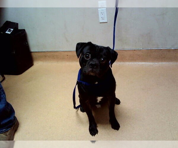Medium Photo #1 Pug-Unknown Mix Puppy For Sale in Martinez, CA, USA