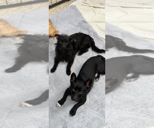 Medium Photo #2 Chihuahua-Unknown Mix Puppy For Sale in Jackson Township, NJ, USA