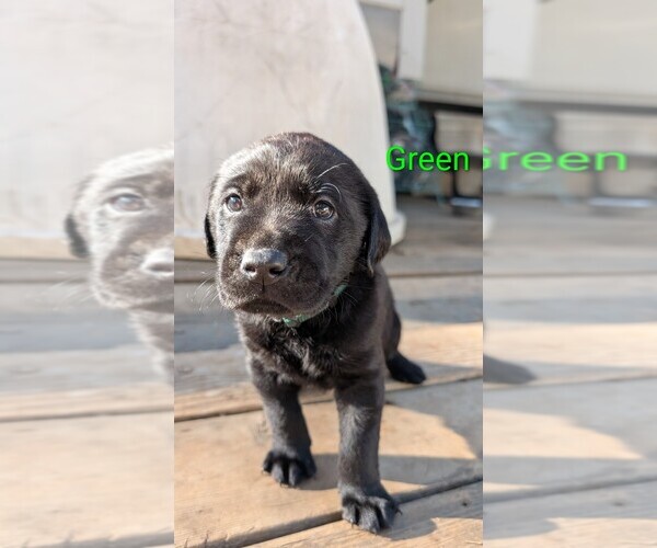 Medium Photo #6 Labrador Retriever Puppy For Sale in PIONEER, CA, USA