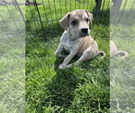 Small #3 Siberian Husky Mix