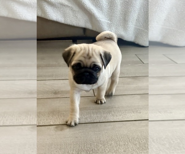 Medium Photo #1 Pug Puppy For Sale in FERNANDINA BEACH, FL, USA