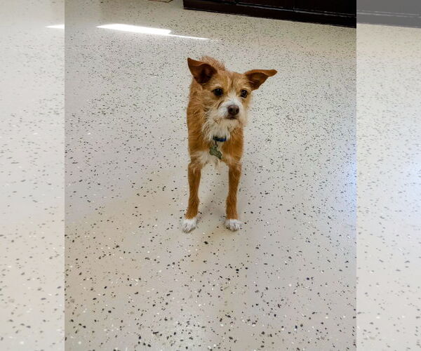 Medium Photo #4 Mutt Puppy For Sale in York, SC, USA