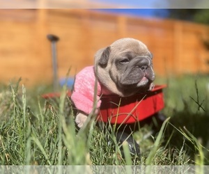 French Bulldog Dog for Adoption in VANCOUVER, Washington USA