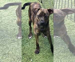 Chiweenie Dogs for adoption in Tempe , AZ, USA