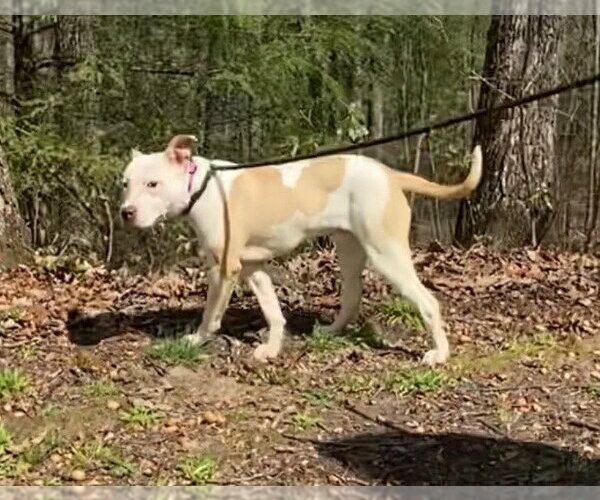 Medium Photo #5 Mutt Puppy For Sale in Frenchburg, KY, USA