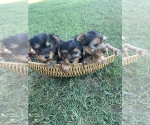 Yorkshire Terrier Puppy for sale in LAVEEN, AZ, USA