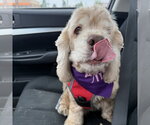 Small #19 Cocker Spaniel