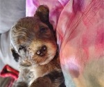 Small #10 Bernedoodle (Miniature)