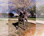 Small Photo #1 Great Dane Puppy For Sale in TOOELE, UT, USA