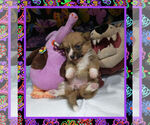 Small Photo #5 Pembroke Welsh Corgi Puppy For Sale in LOGAN, NM, USA